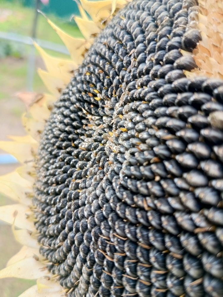 Photograph by Худобина Галина