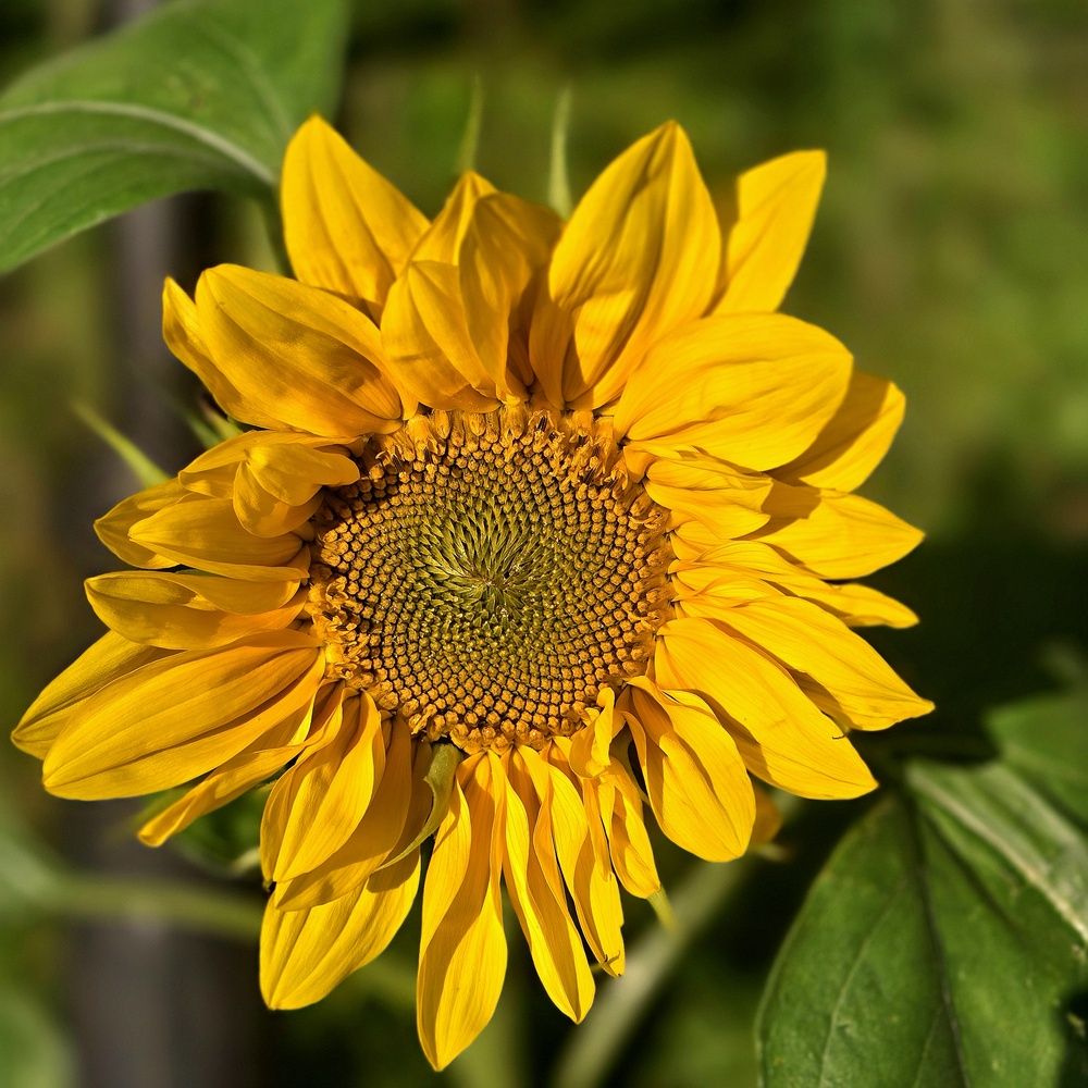 Фотография автора Нина Зинченко