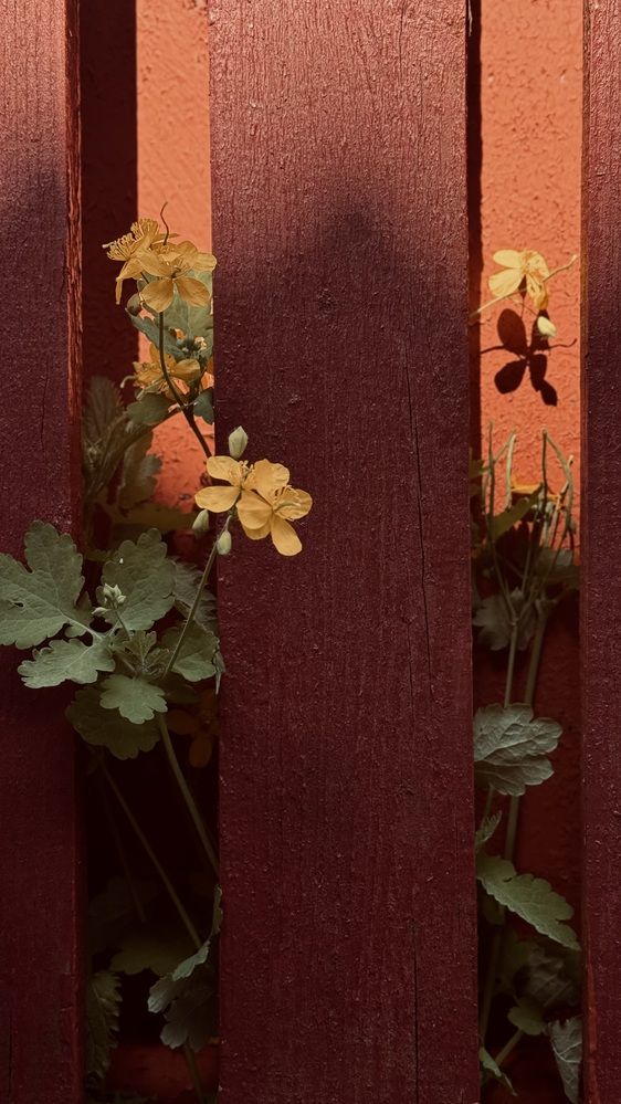 Photograph by Светлана Родионова