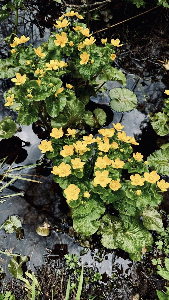 Photograph by Светлана Родионова