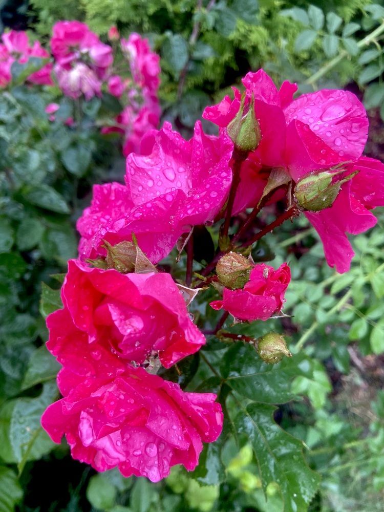 Photograph by Наталья Душакова