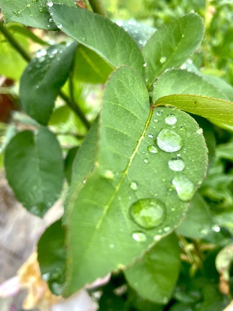 Photograph by Наталья Душакова