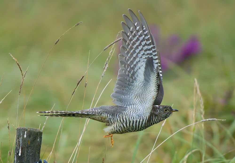 Cuckoo flies low