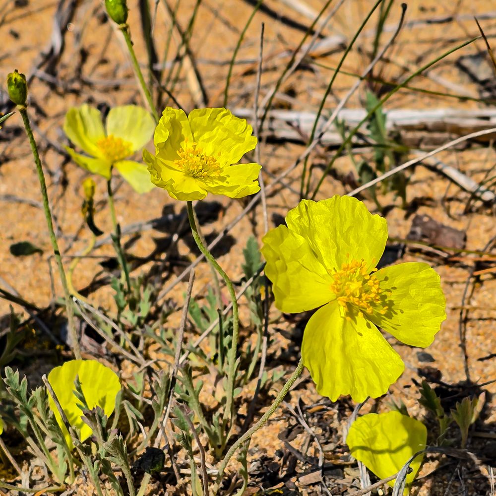 Фотография автора Нина Зинченко