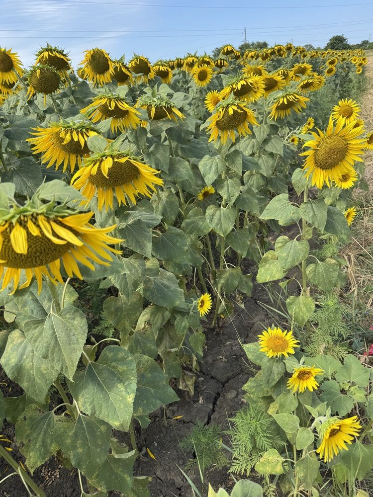 Photograph by Бойкова Наталия