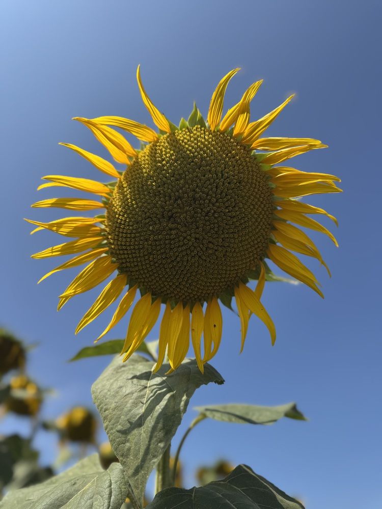 Photograph by Бойкова Наталия