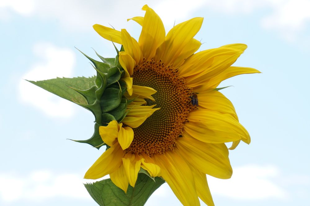 Photograph by Алфия Бугакова