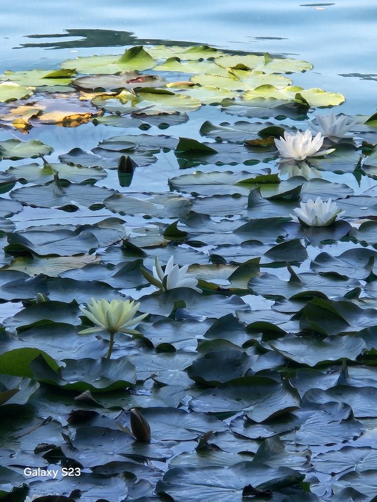 Фотография автора Inna Osminina