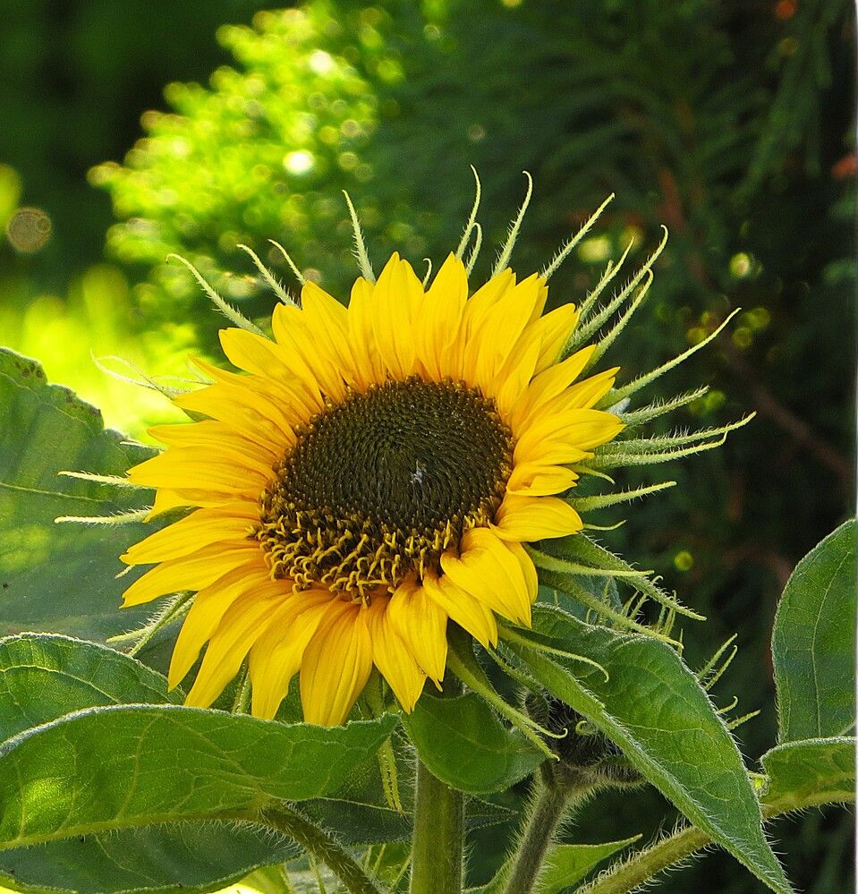 Helianthus annuus
