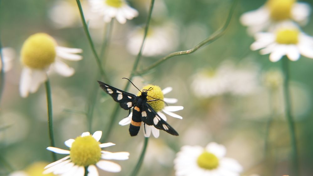 Photograph by Яна Истоцкая