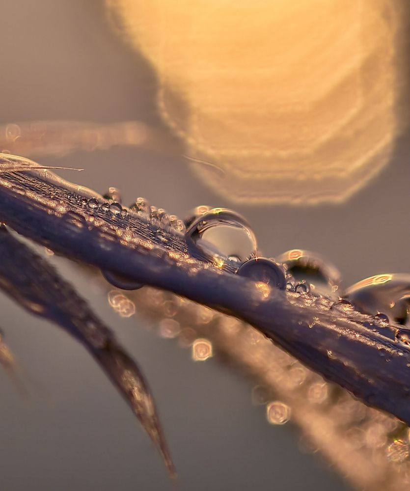 Photograph by Natalia Bolotenkova