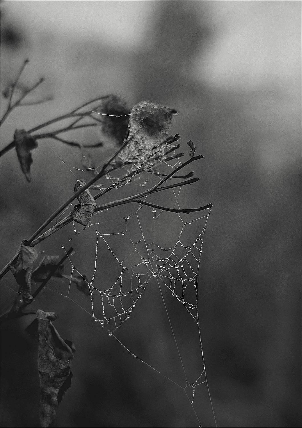 Фотография #12605557