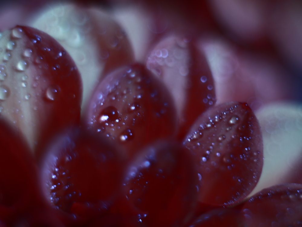 Фотография автора Светлана Алехина