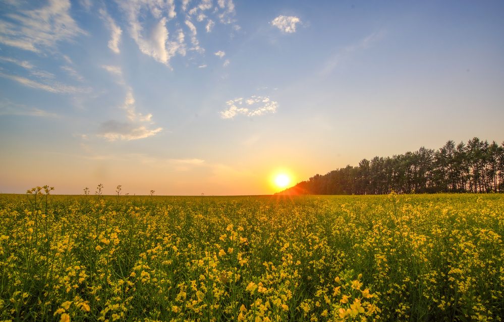 Фотография автора Дмитрий Герасимов