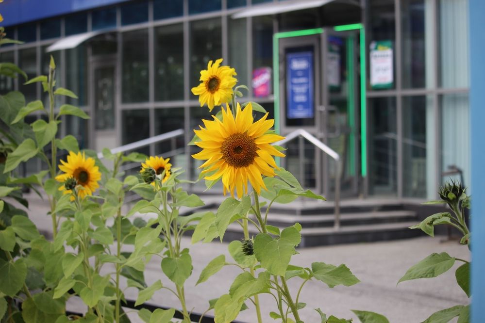 Photograph by Ирина Саттарова