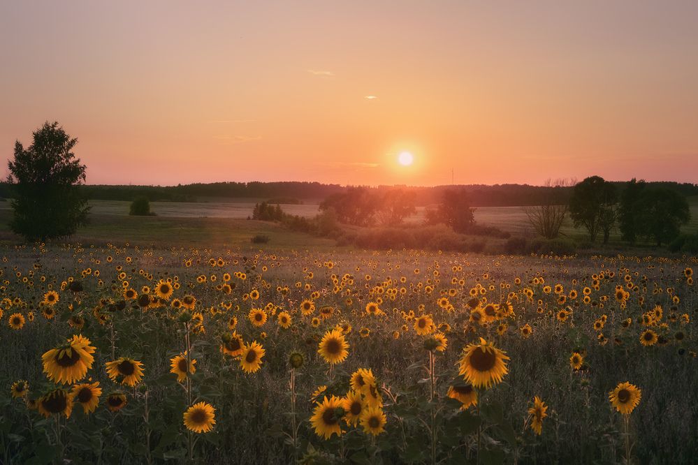 Photograph by Светлана Урманцева