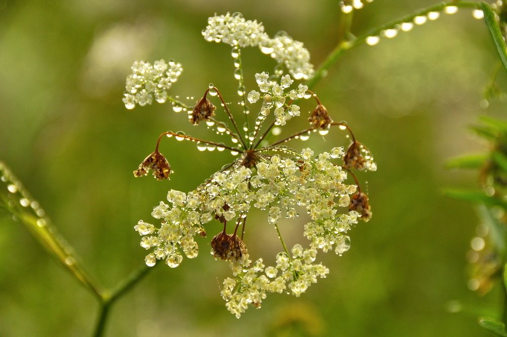 Букет в алмазах