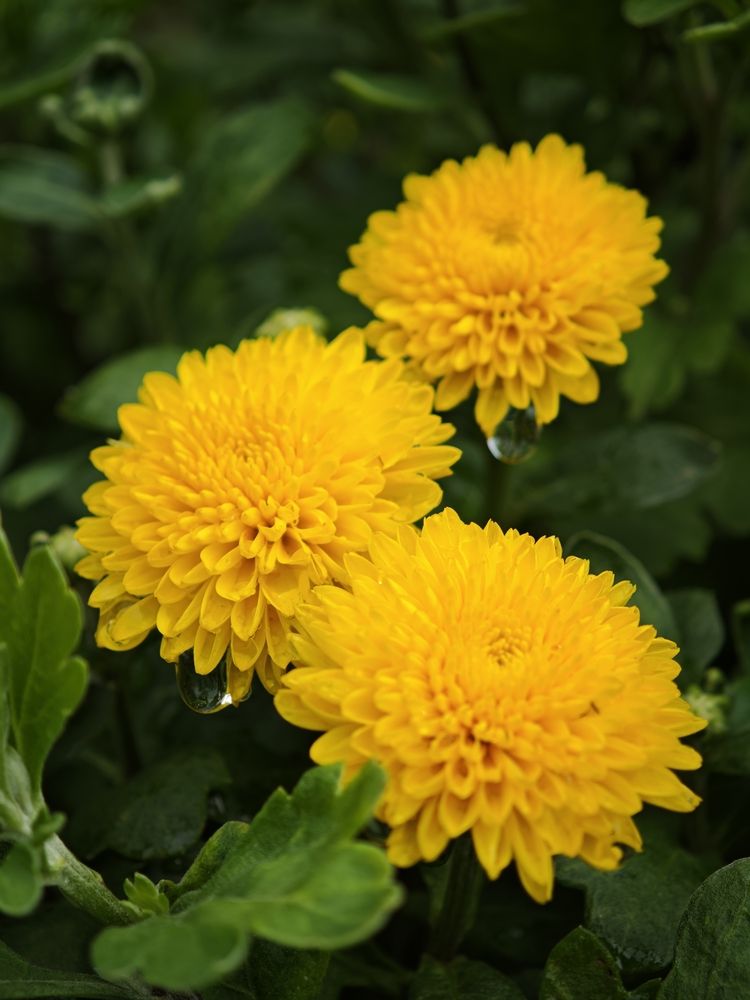 Photograph by Алексей Юдин