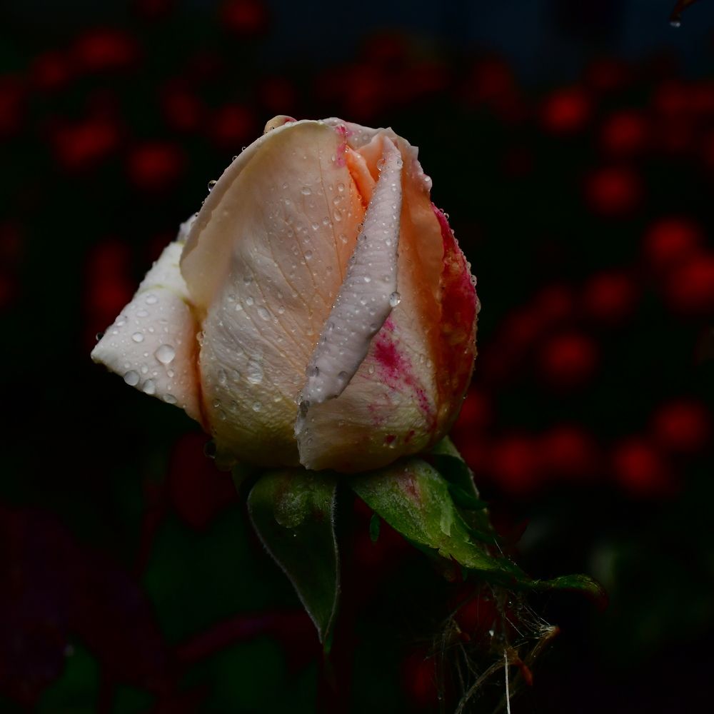 Photograph by Николай Абакумов