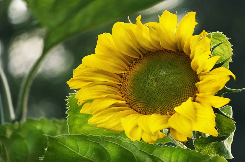 Photograph by Соколова Елена