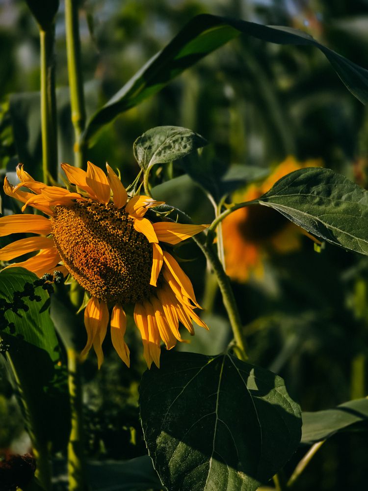 Photograph by Татьяна Гуцанович