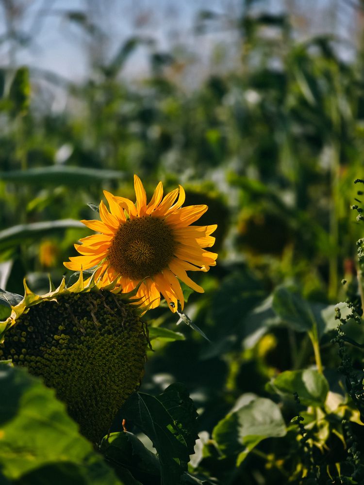 Photograph by Татьяна Гуцанович