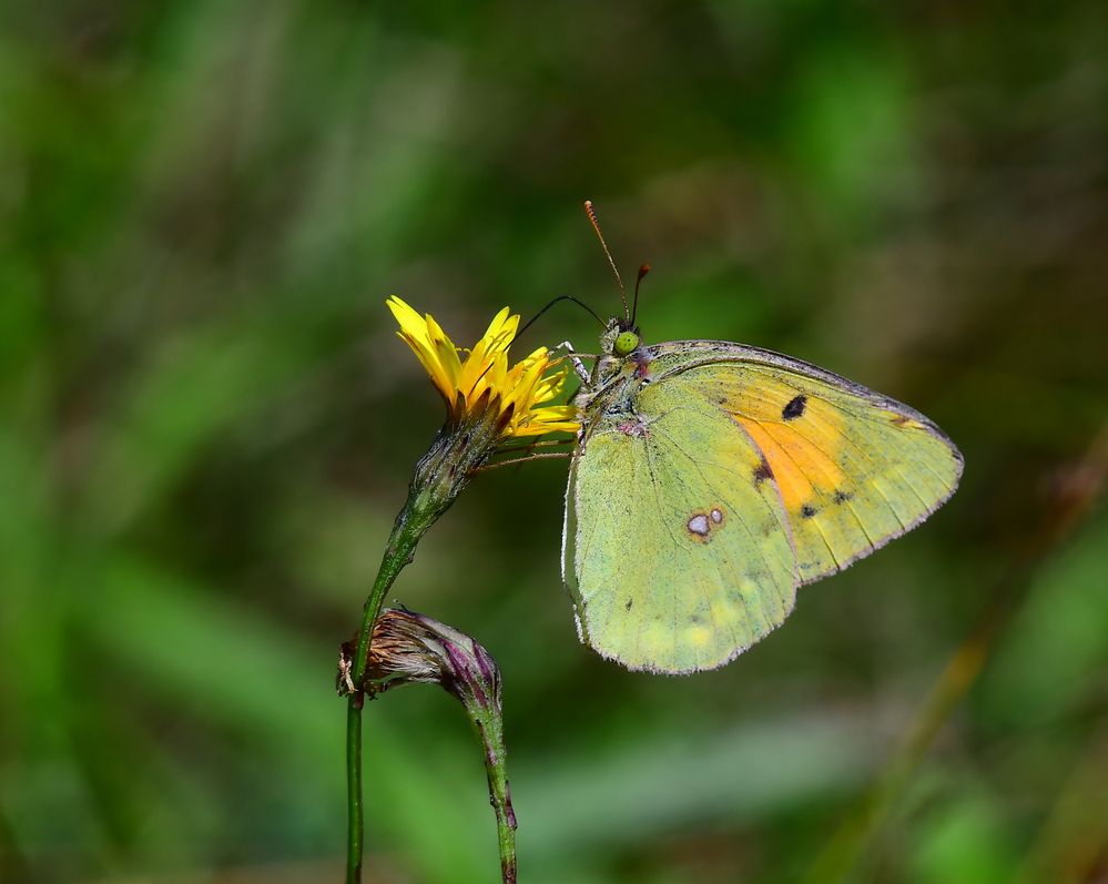 Photograph by Николай Абакумов