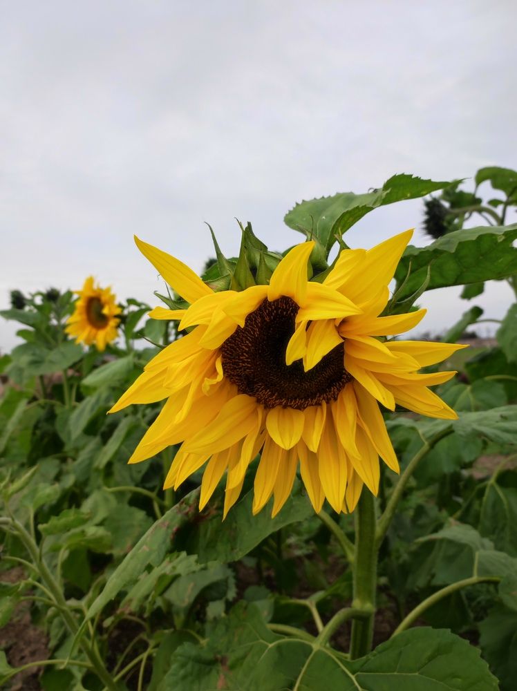 Photograph by Марийона Савоненко