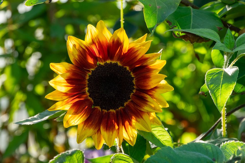 Фотография автора Наталья Липовская
