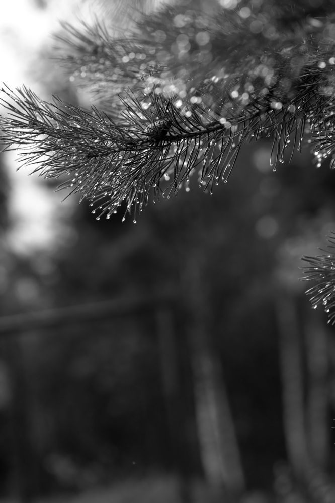 Photograph by Оксана Серёгина