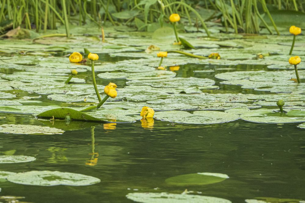 Photograph by Надежда Михайлина