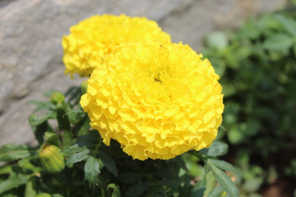 Photograph by Yordanka Vasileva