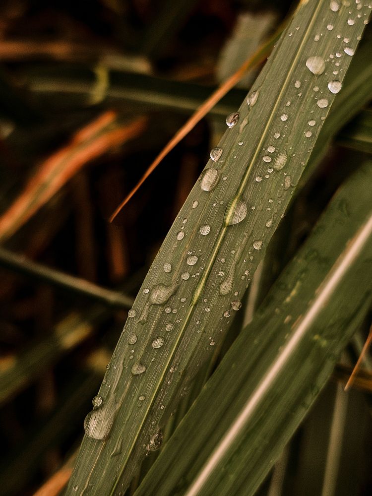 Photograph by Irina Chka