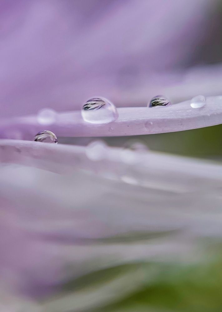 Photograph by Алёна Пшеленская