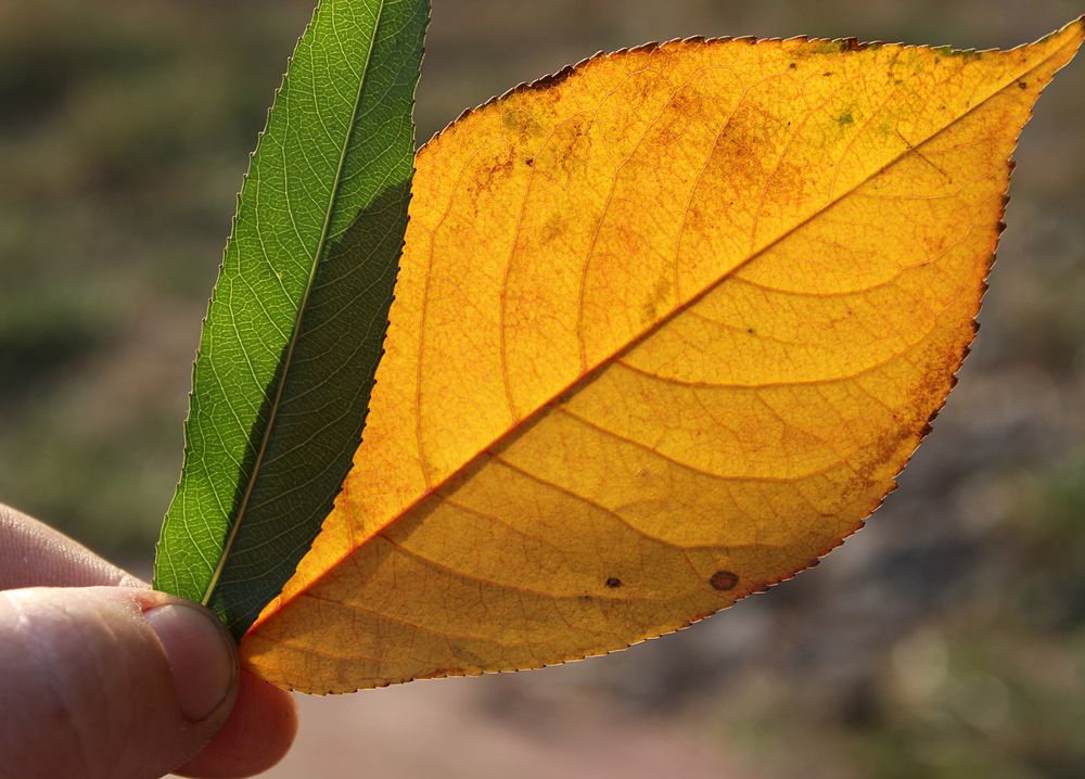 Photograph by Светлана Шубина