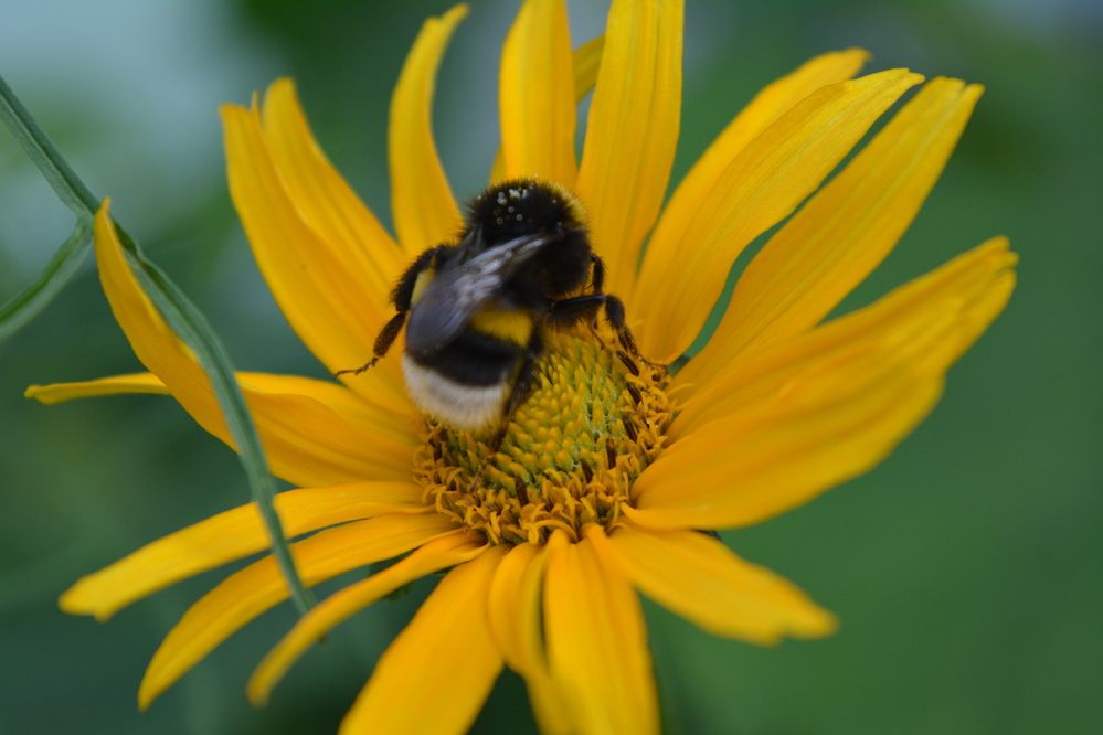 Фотография автора Оля Алехнович