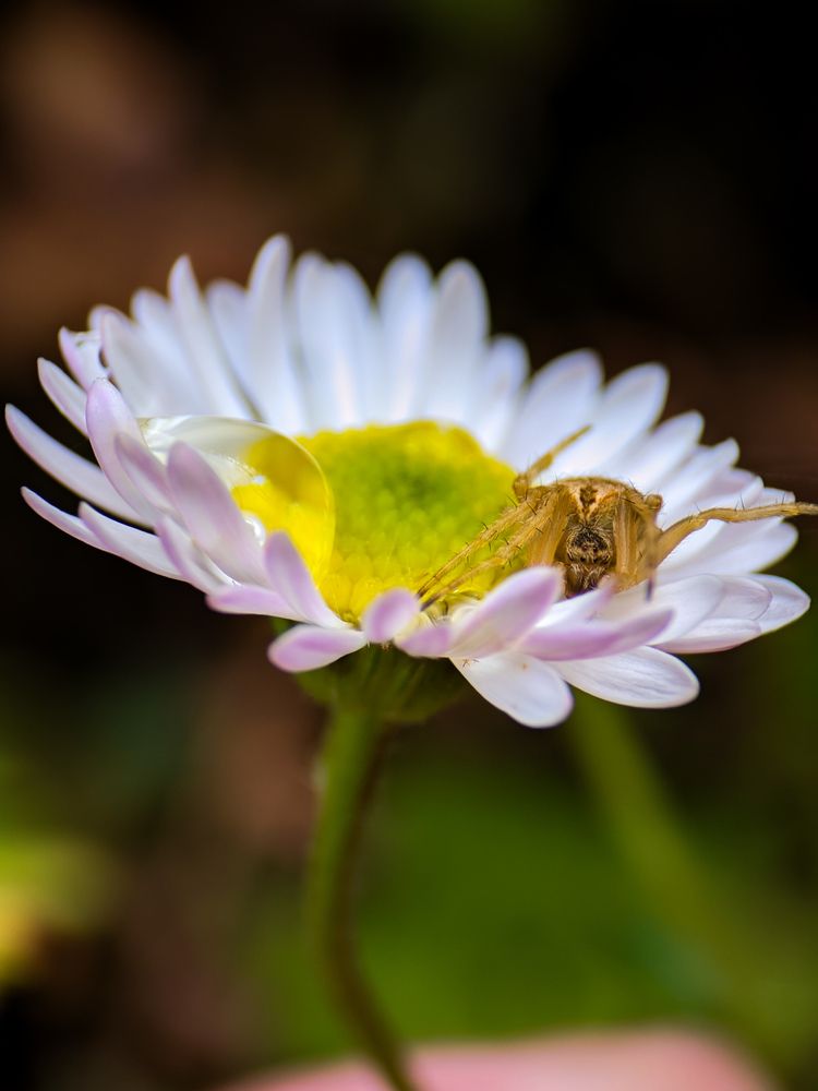 Photograph by Sumitava Chowdhury
