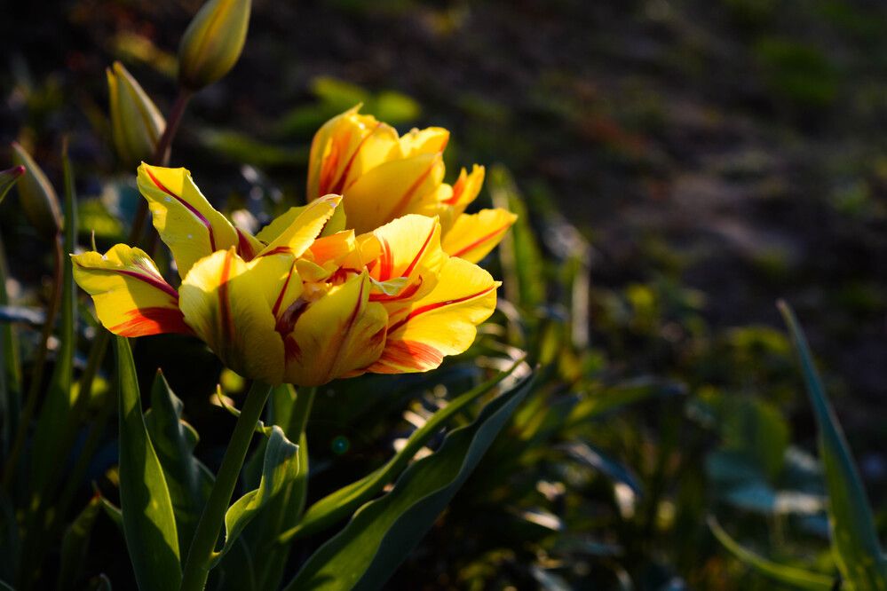 Фотография автора Оля Алехнович