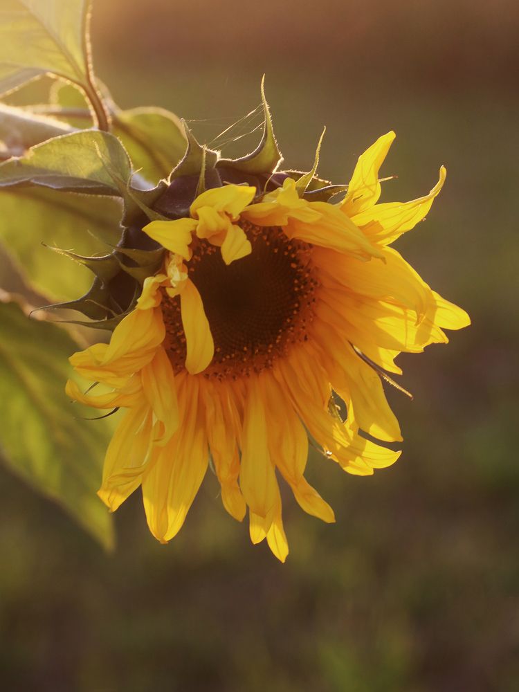 Photograph by Марианна Браун