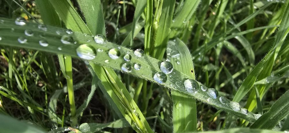 Фотография автора Вероника Цой