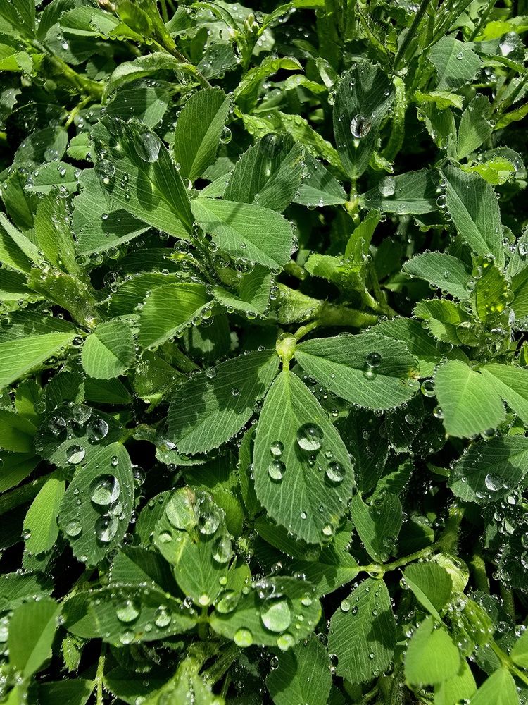 Фотография автора Вероника Цой