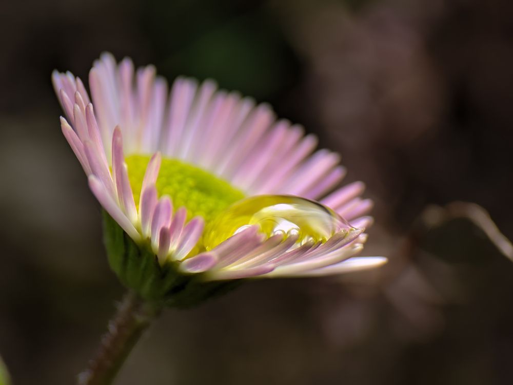 Photograph by Sumitava Chowdhury