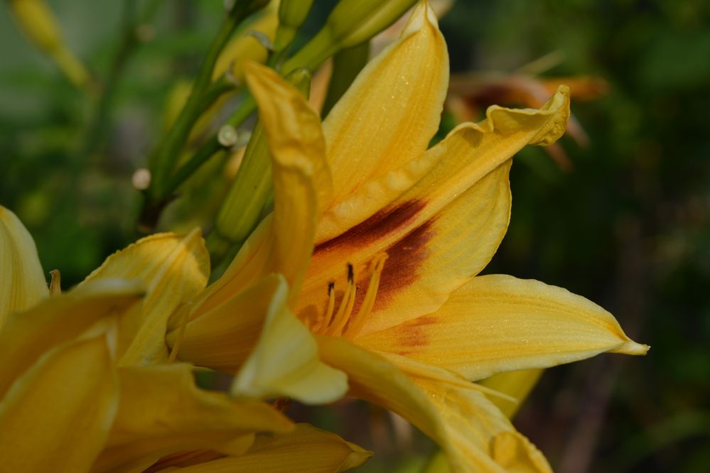 Фотография автора Оля Алехнович