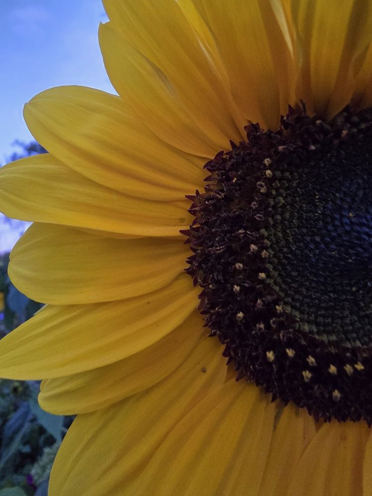 Фотография автора Вероника Цой