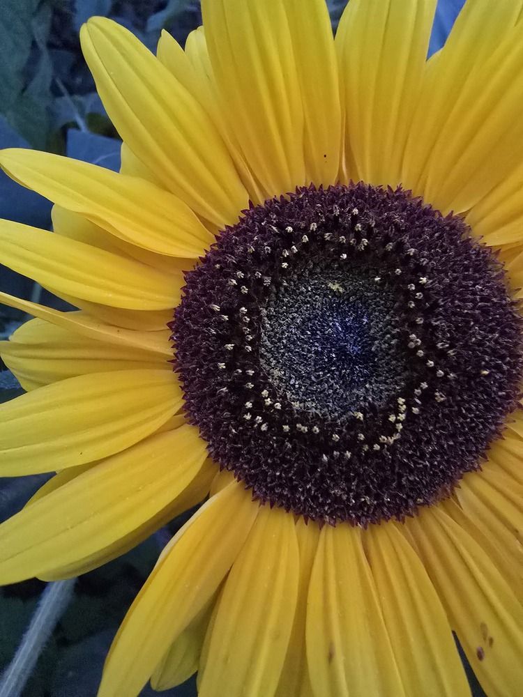 Фотография автора Вероника Цой