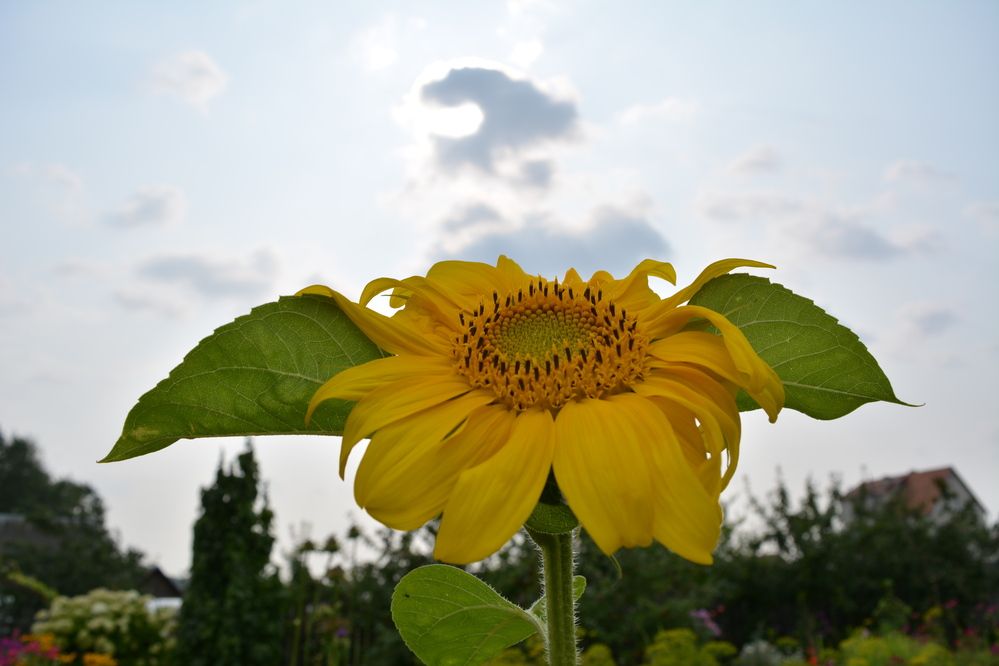 Фотография автора Оля Алехнович