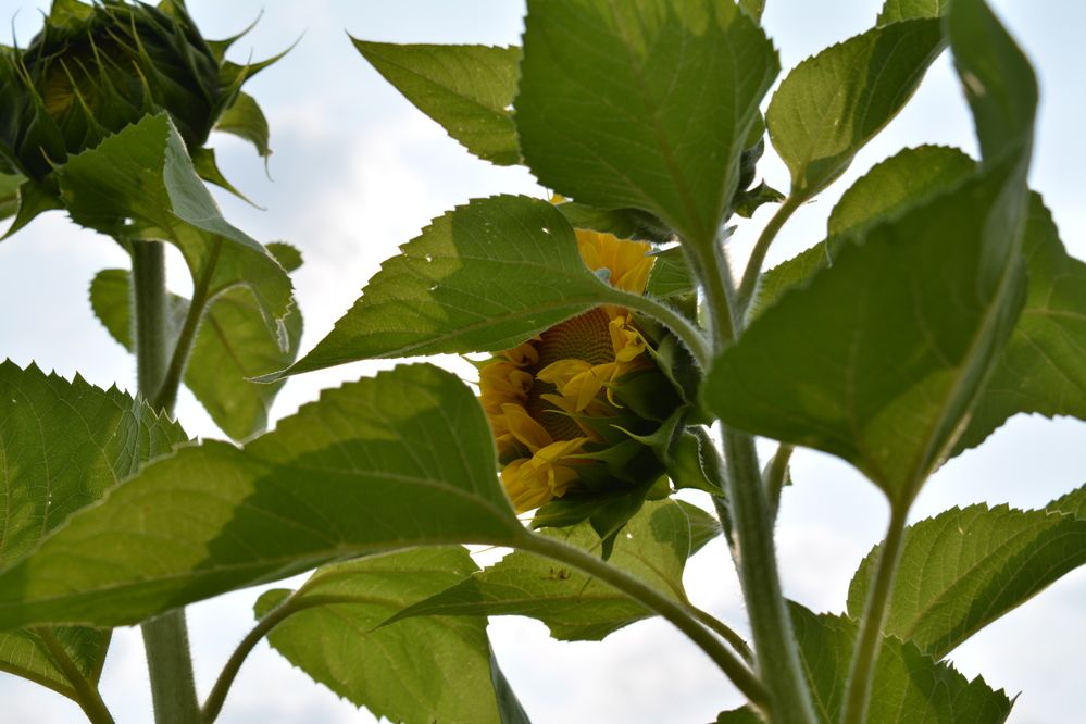 Фотография автора Оля Алехнович