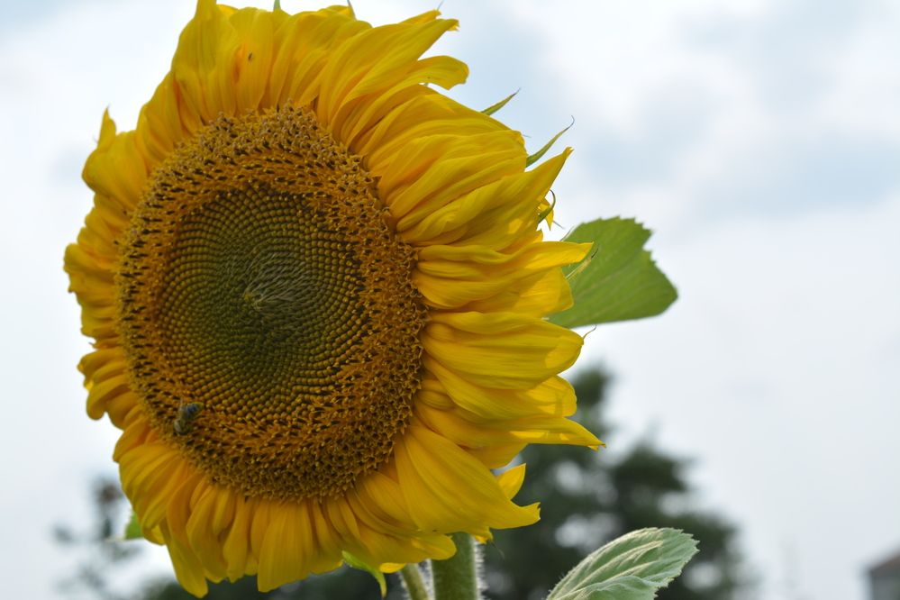 Фотография автора Оля Алехнович