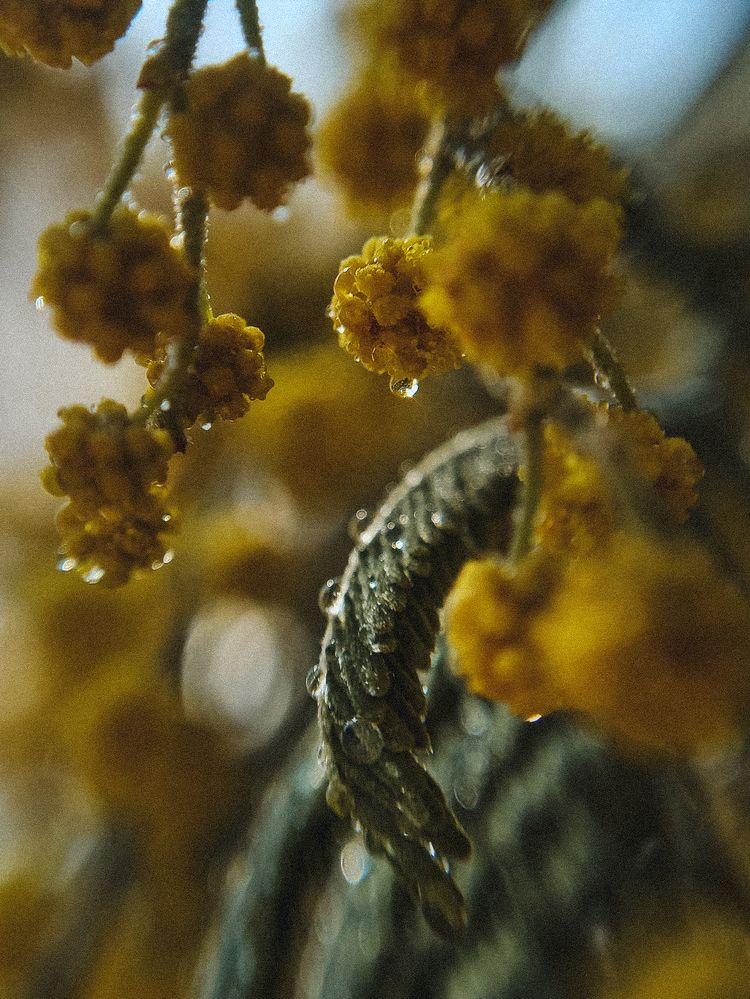 Фотография автора Екатерина Вакалова