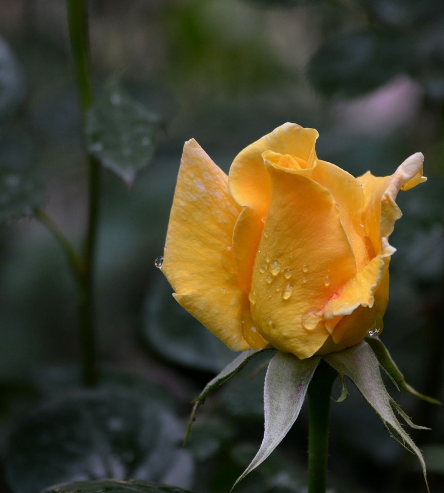 Photograph by Olja Simovic